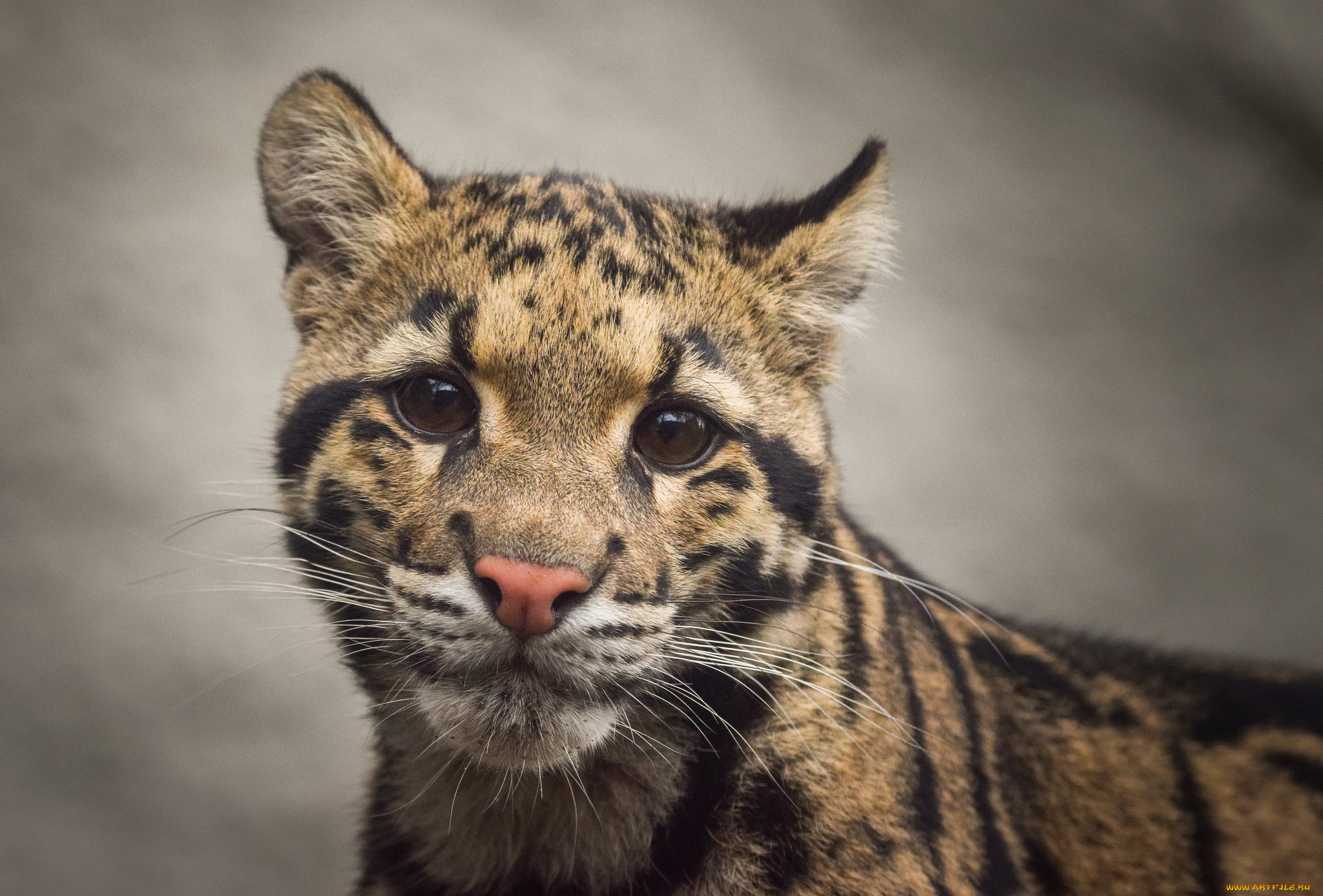 clouded leopard, ,  , 